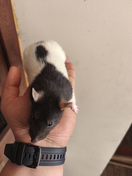 Декоративные крысы