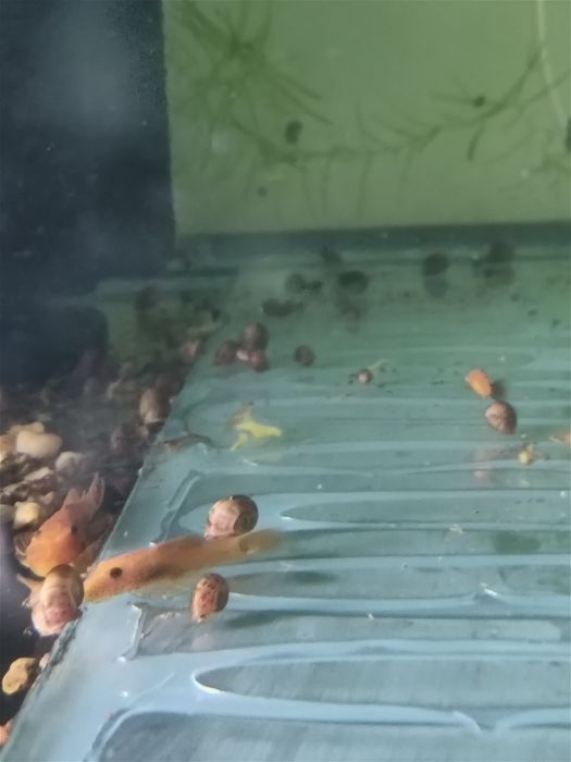 Сомики анциструсы Рэд 3 см.