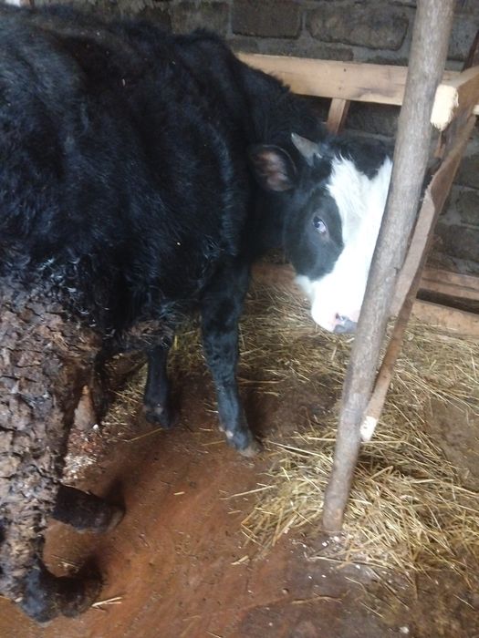 Taur negru de un an bun de monta