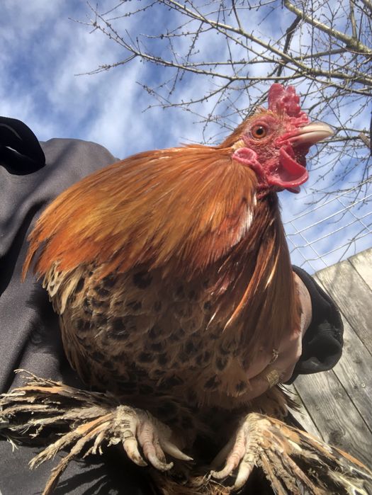 Vand 2 cocosi pheonix si 1 pitic