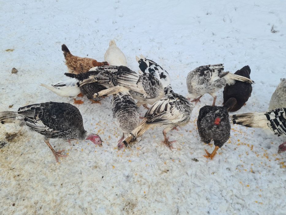 Vând curci de casă