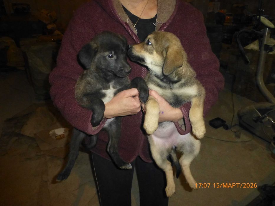 отдам щенков  в хорошие  руки