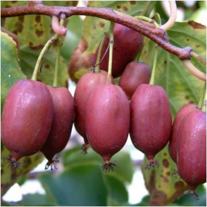 Червено киви - Налични 4 сорта Студоустойчиви