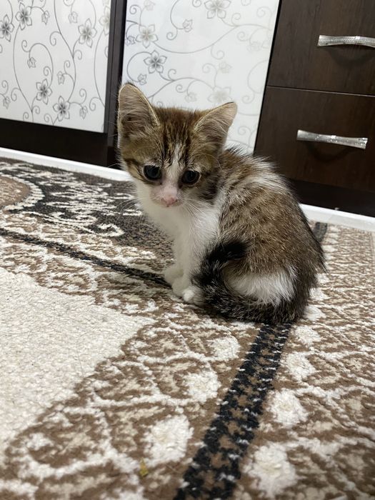 Отдам котенка 1.5-2 месяца