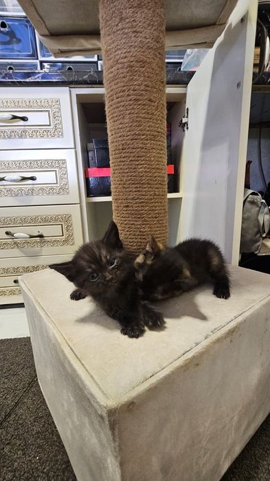 Отдам котят в добрые руки