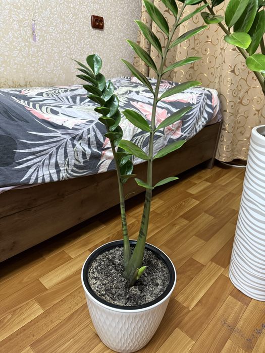 Продам доллоровое дерево