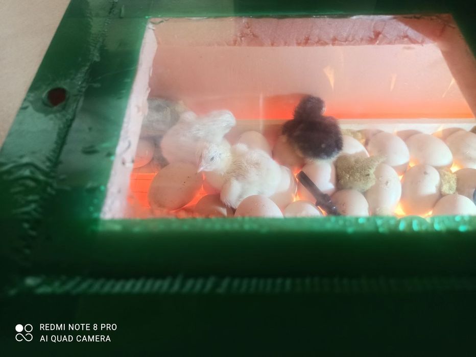 RAMAZON OYI MEGA AKSIYA25% 580.000 Inkubator 92 talik Aftamat 100%