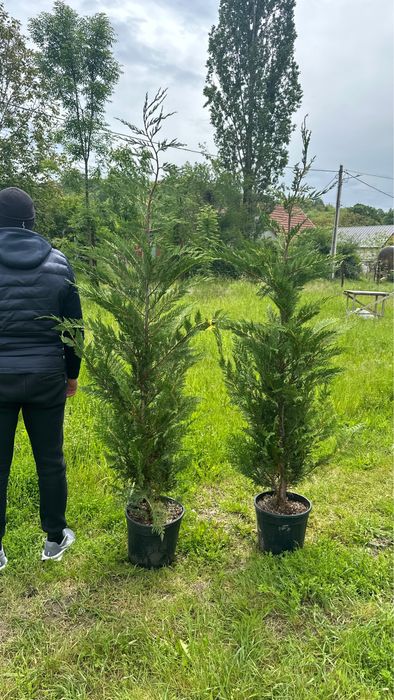 Leylandii chiparos / Gard viu