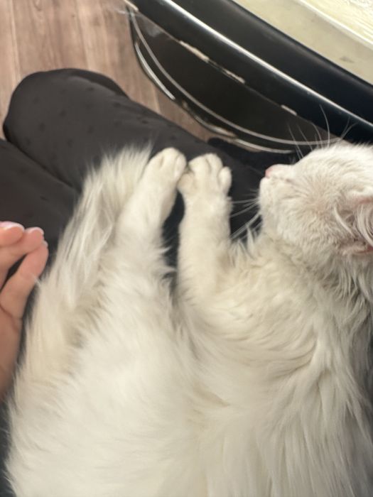 Кошечка ищет дом !