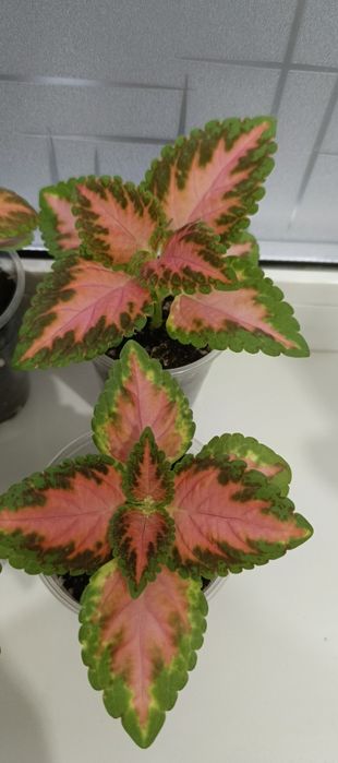 Продам комнатные цветы