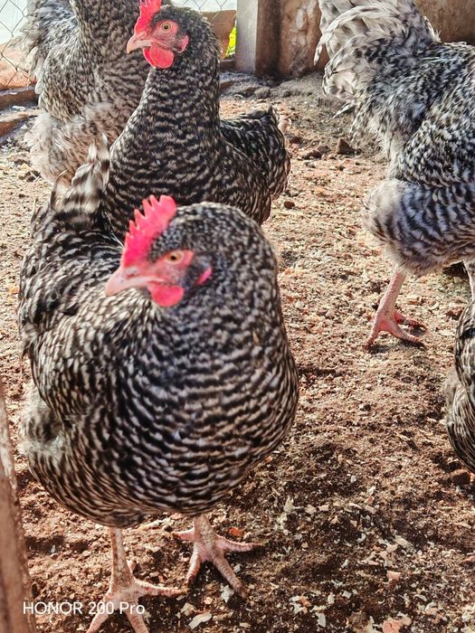 Разплодни яйца от Мехелен