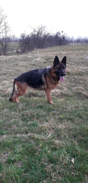 Vand femela ciobanesc german