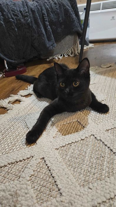 Котенок девочка в добрые руки