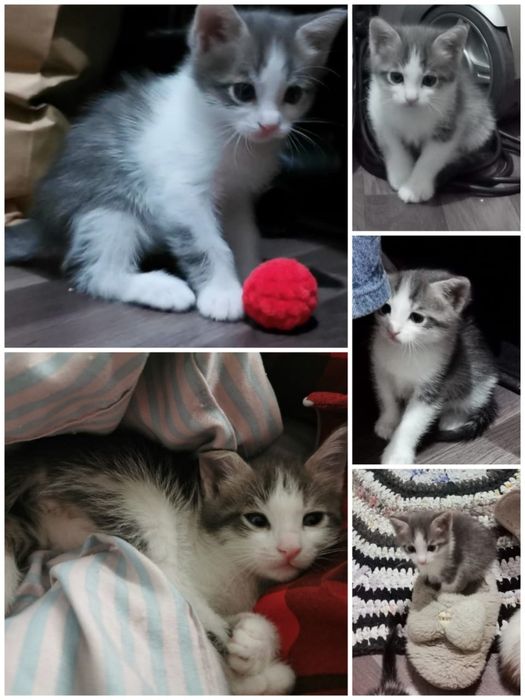 Отдам котят даром