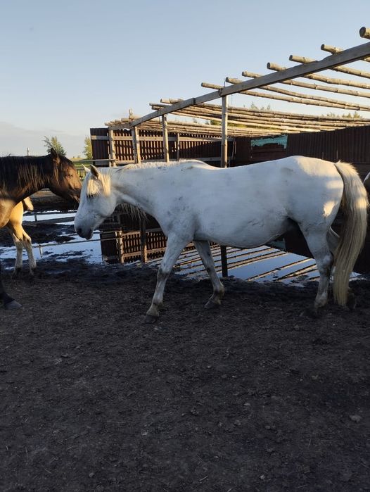 Продам  лошадей.