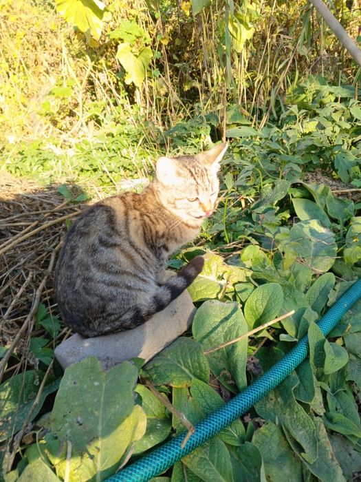 Отдаются в хорошие руки котята