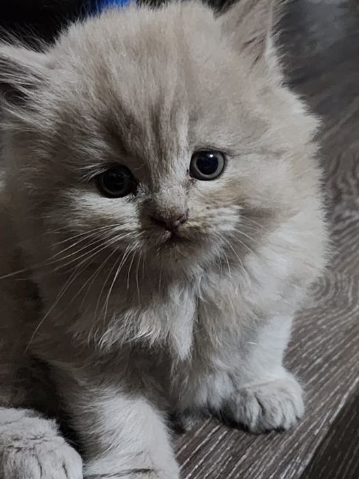 Шотландская скотиш хайлент страйт