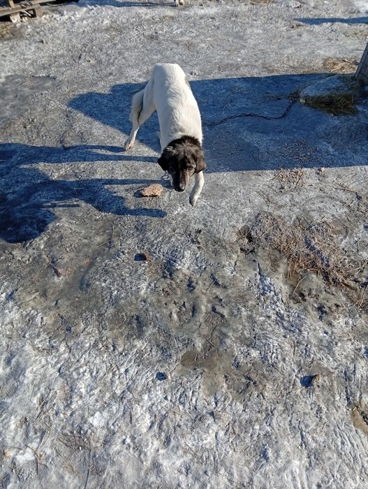 Отдам молодого щенка подростка