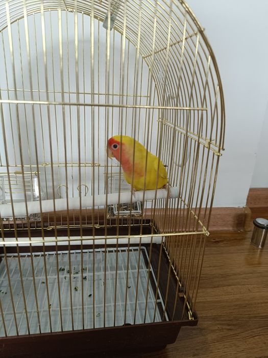 Продаю попугай,девочка