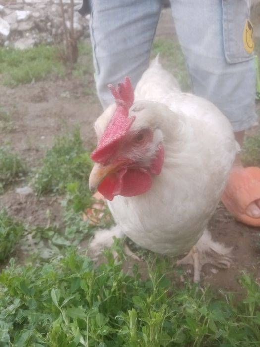 Katta brama tovuq tuxumlari