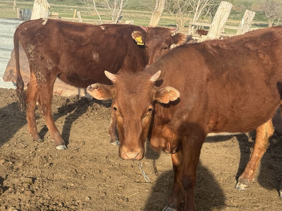 Продам скот крс 17 голов