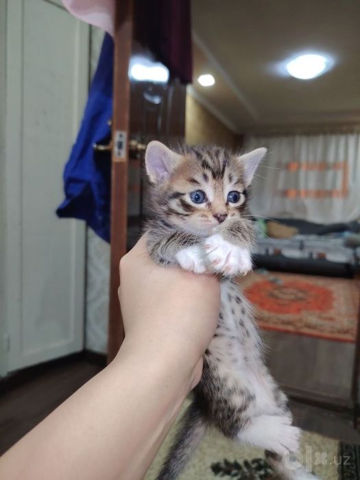 Пристраиваются котята