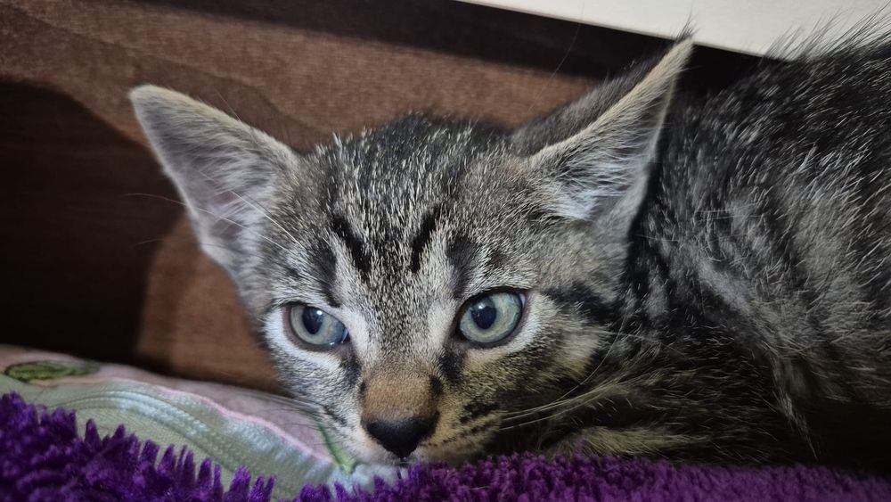 Adopție pui de pisică