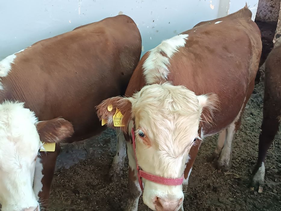 Green Ford buqalar sotiladi