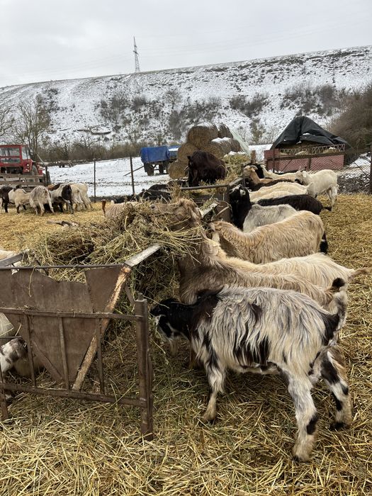 Capre bune de vanzare