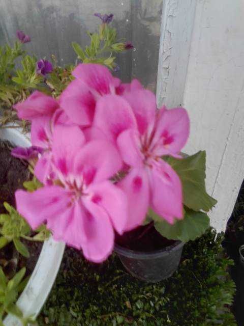 Мушкато Сакъзи и Кралско мушкато