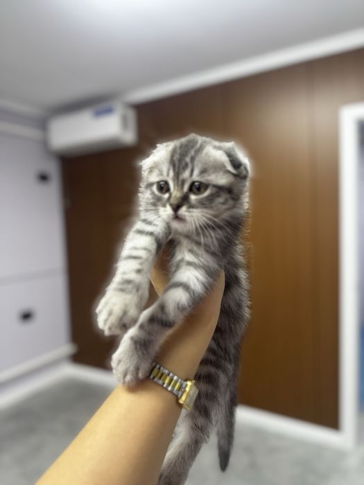 Котенок висслоухий