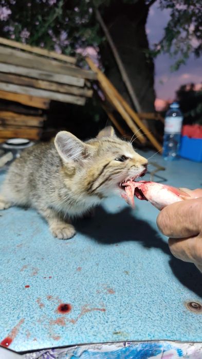 Камышовые котята.