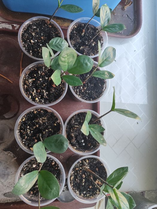 Замиакулькас побеги