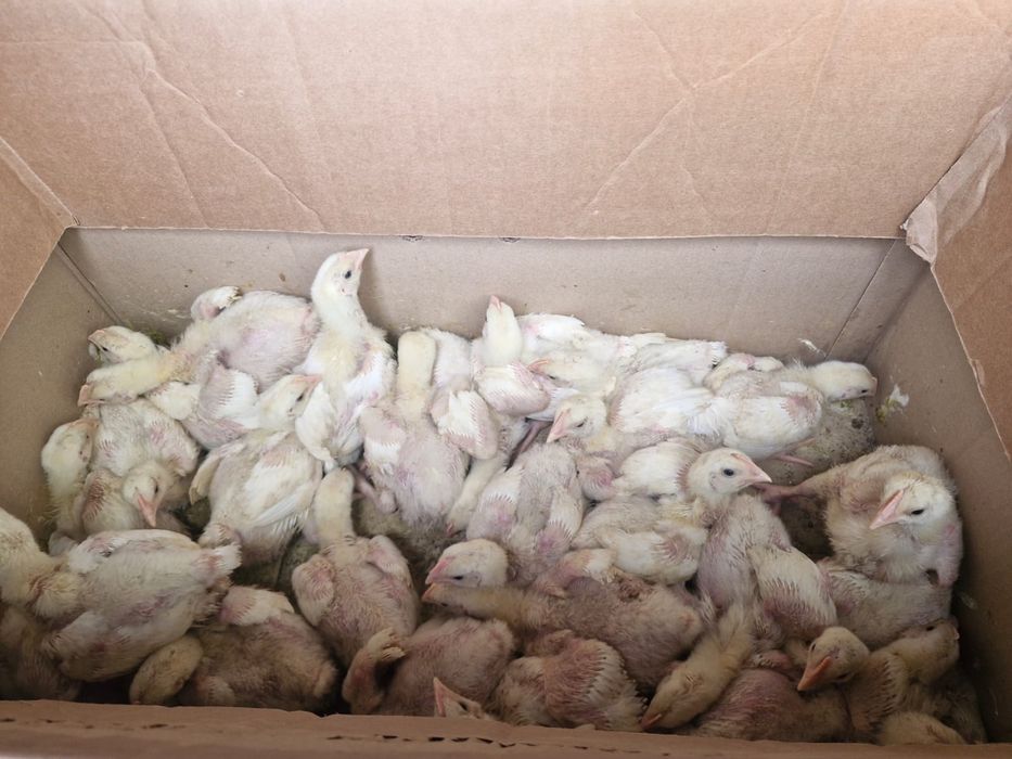 Продам бройлеры суточные