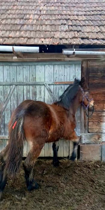 De vânzare mânz are 8 luni