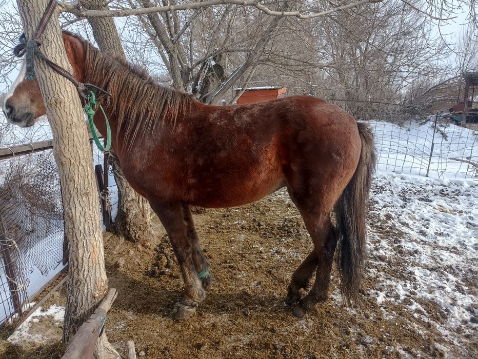 Семиз бие сатамын