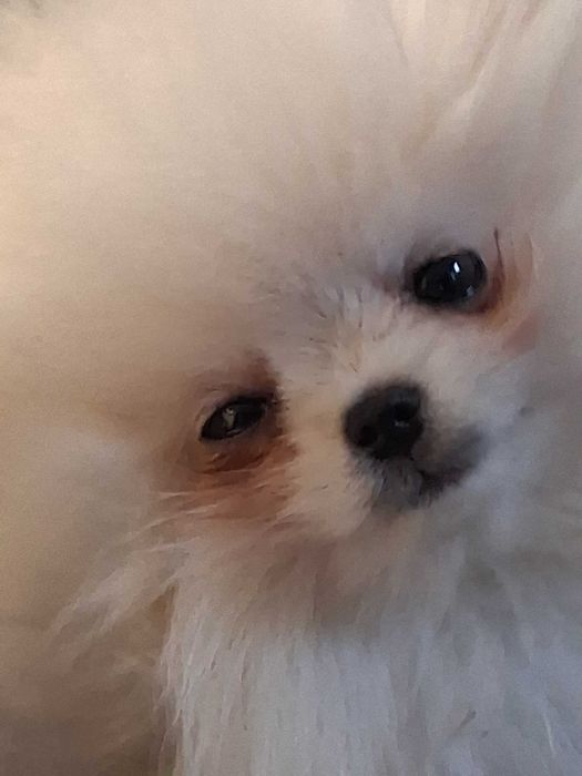 Померан момче на 2 месеца