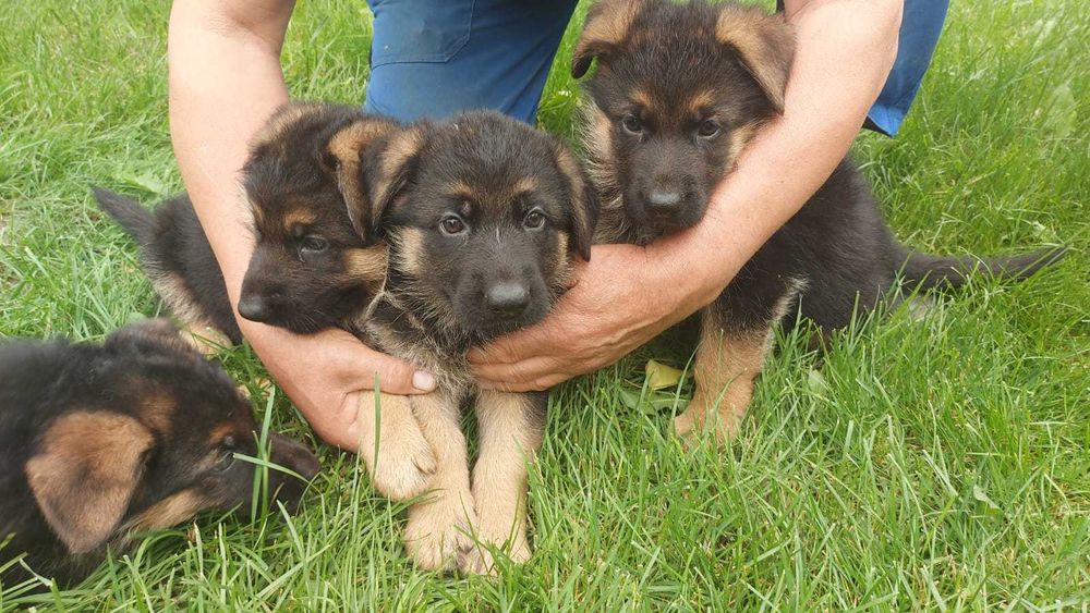 Щенки немецкой овчарки