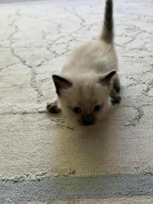 Отдам котят в хорошие руки