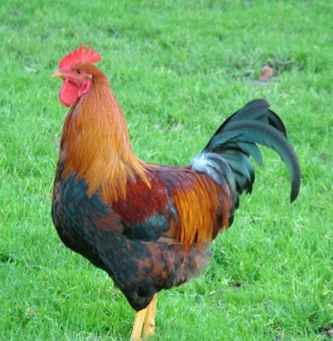Cocoș de curte de vânzare