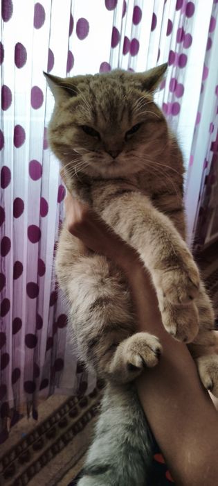 Шотландская порода