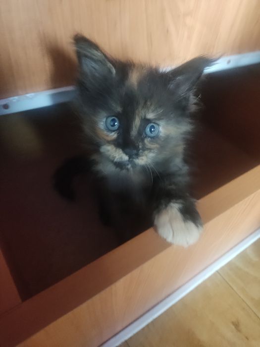 Продам кошечку породы Мейн-кун