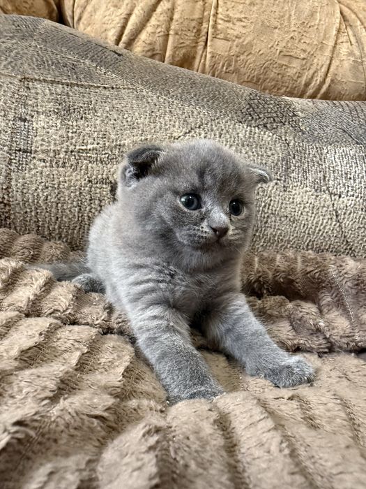 Бронь на котят фолд и страйт