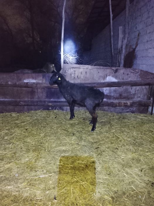 Баран , матка