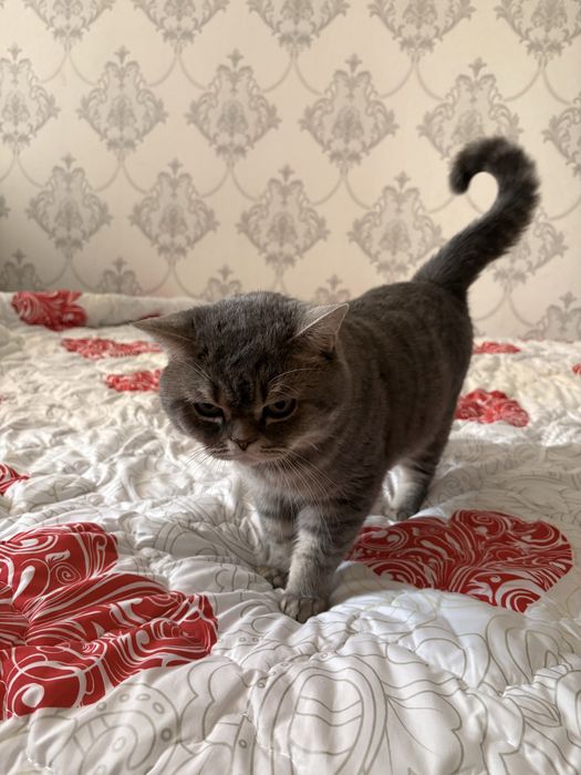 Кошка британец, 5кг