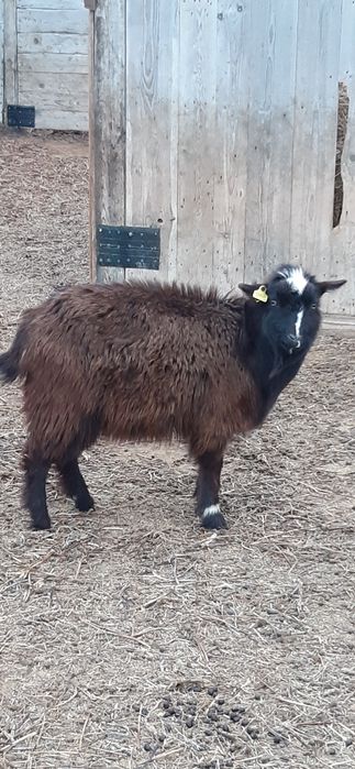 Буаз ешкілер сатылады