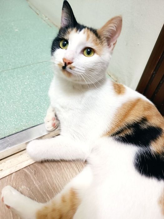 Кошка отдам даром