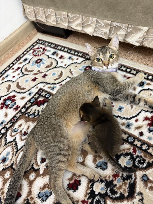 Котенок породы  Чаузи