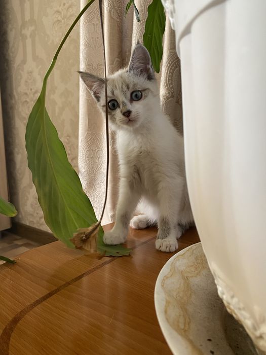 Котята мальчики ищут дом