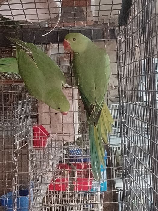 Papagali Micu Alexandru